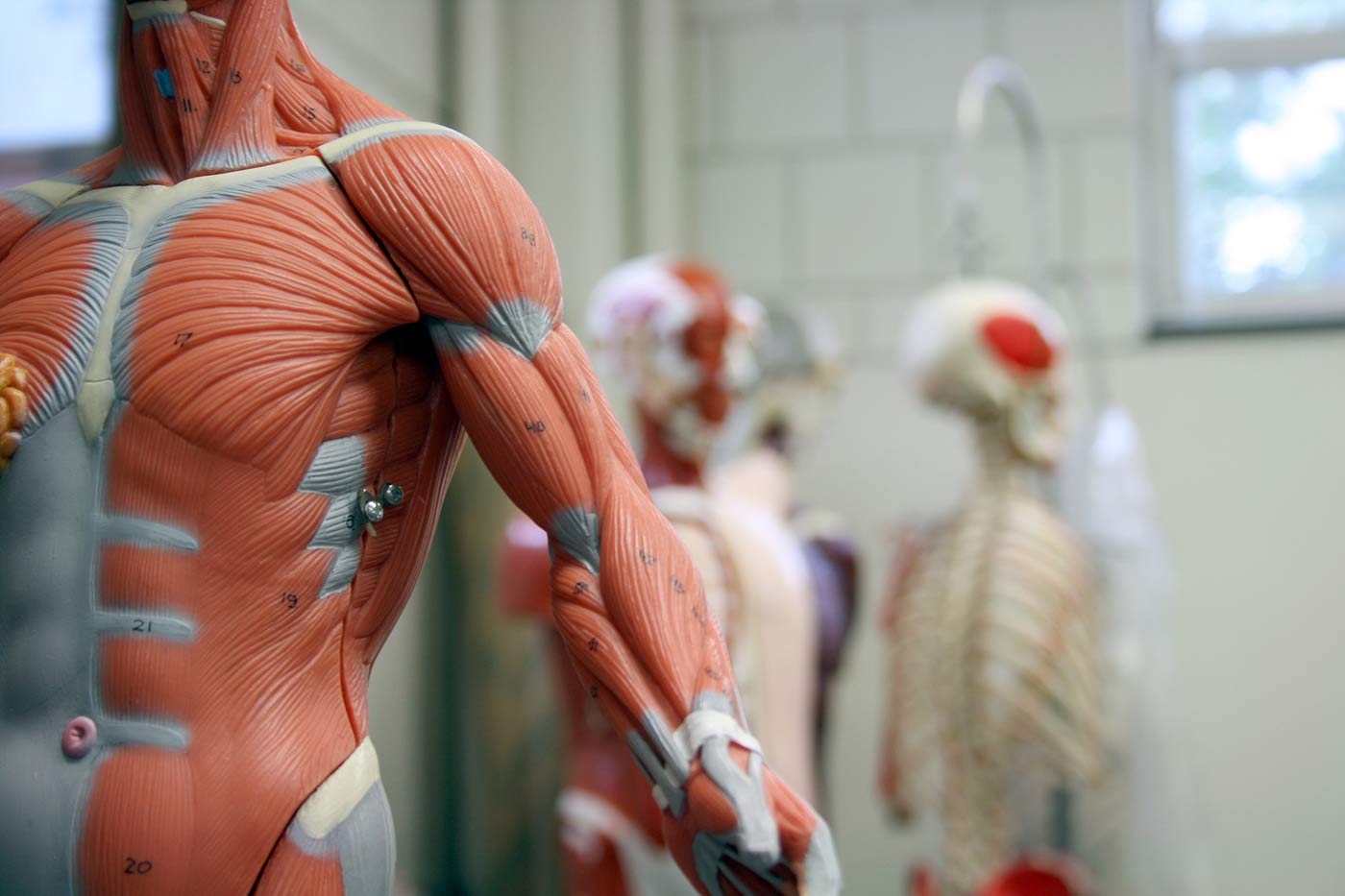 Human anatomy model