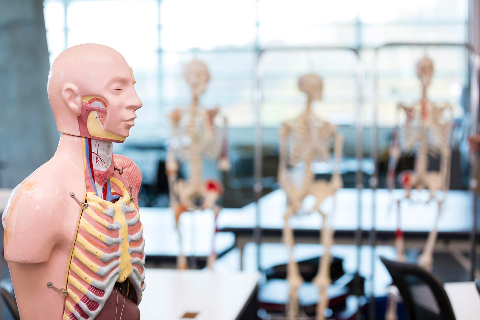 Anatomy models in a lab.